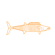 Animals Saltwater Fish Wahoo Blueprint Style Svg Vector, Free Vectors File